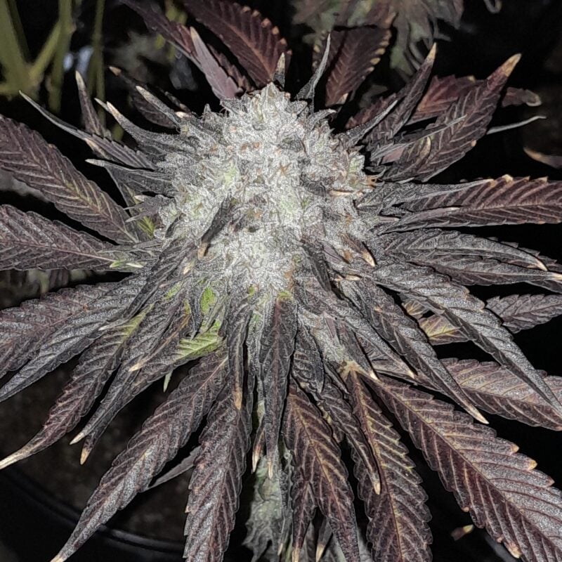 Image #2 from ppeg harrington