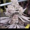 Gorilla Butter S1