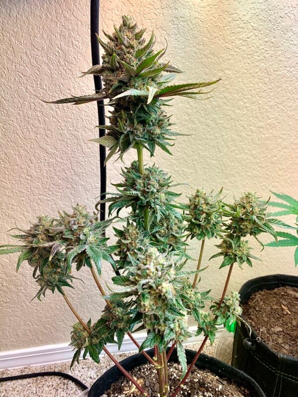 Image #3 from Johnny