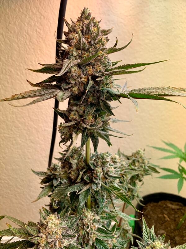 Image #2 from Johnny