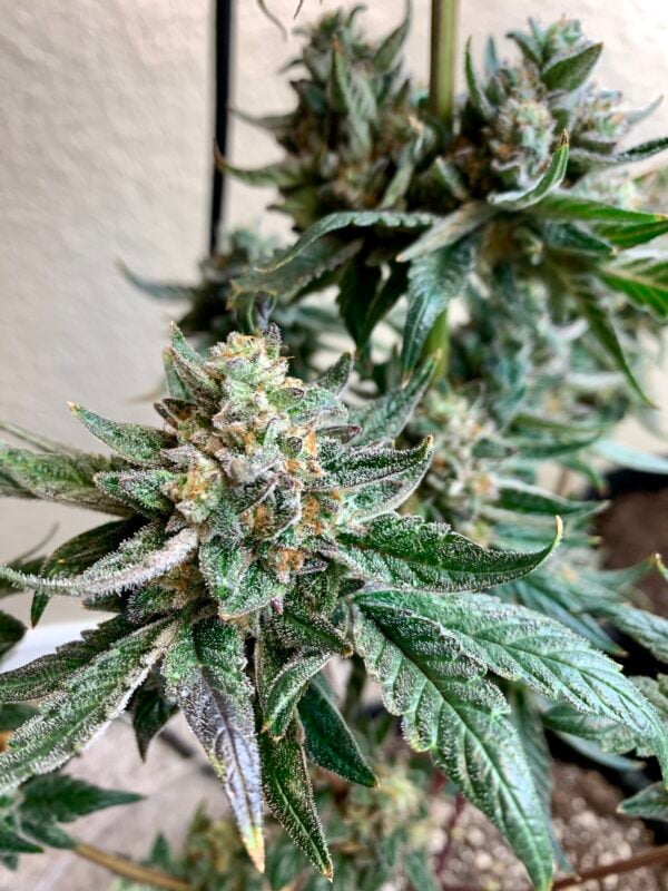 Image #1 from Johnny