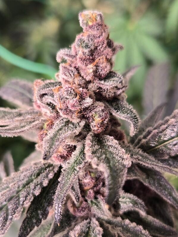 Image #1 from Trevor Broll