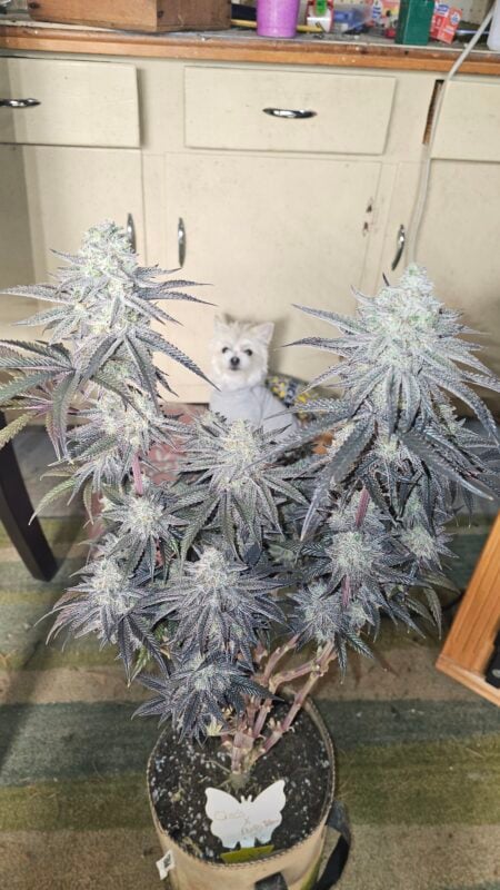 Image #3 from Thomas Holt