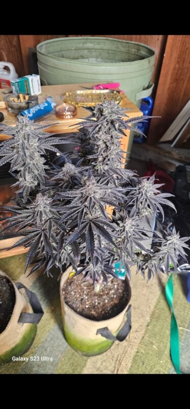 Image #1 from Thomas Holt