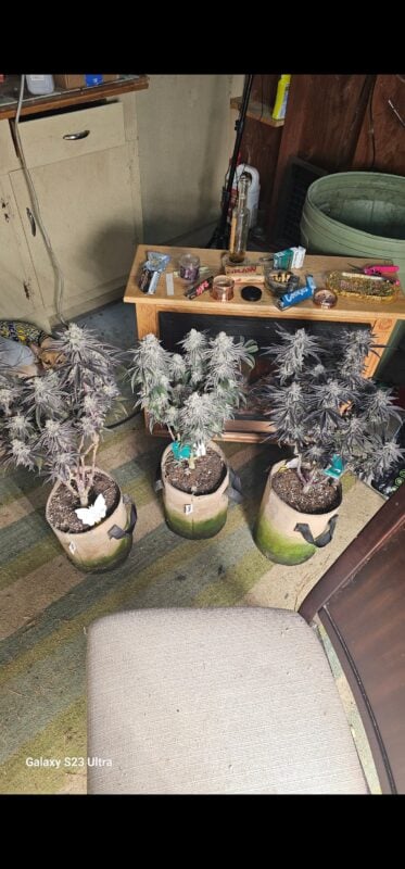 Image #4 from Thomas Holt