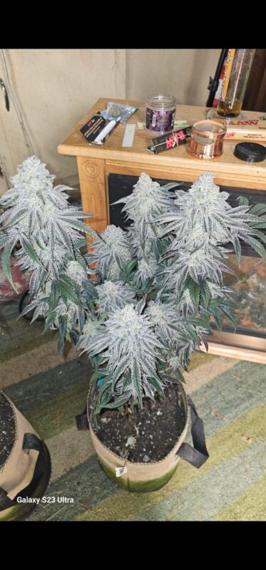 Image #2 from Thomas Holt