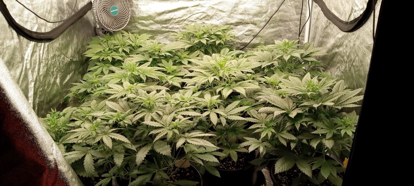 Wedding Cake Auto - Greenpoint Seeds