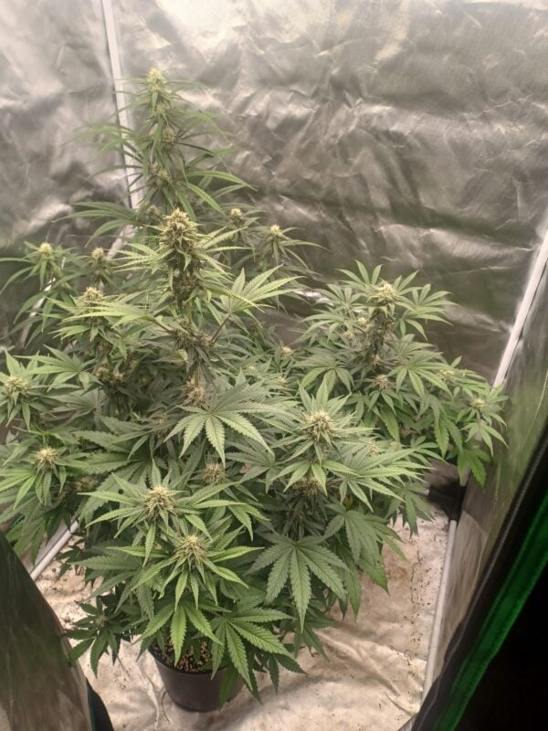 Image #1 from Eric Swartz