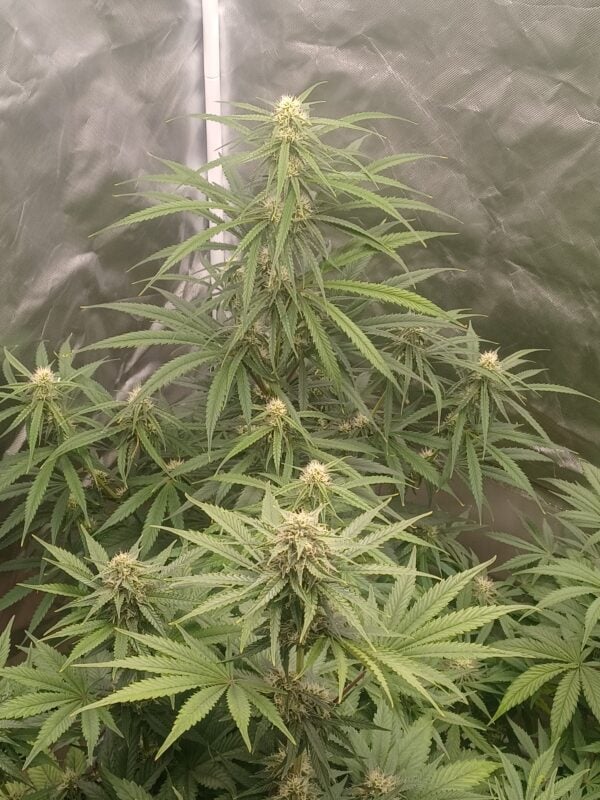 Image #2 from Eric Swartz