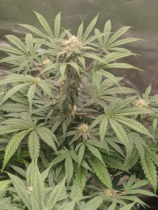 Image #3 from Eric Swartz