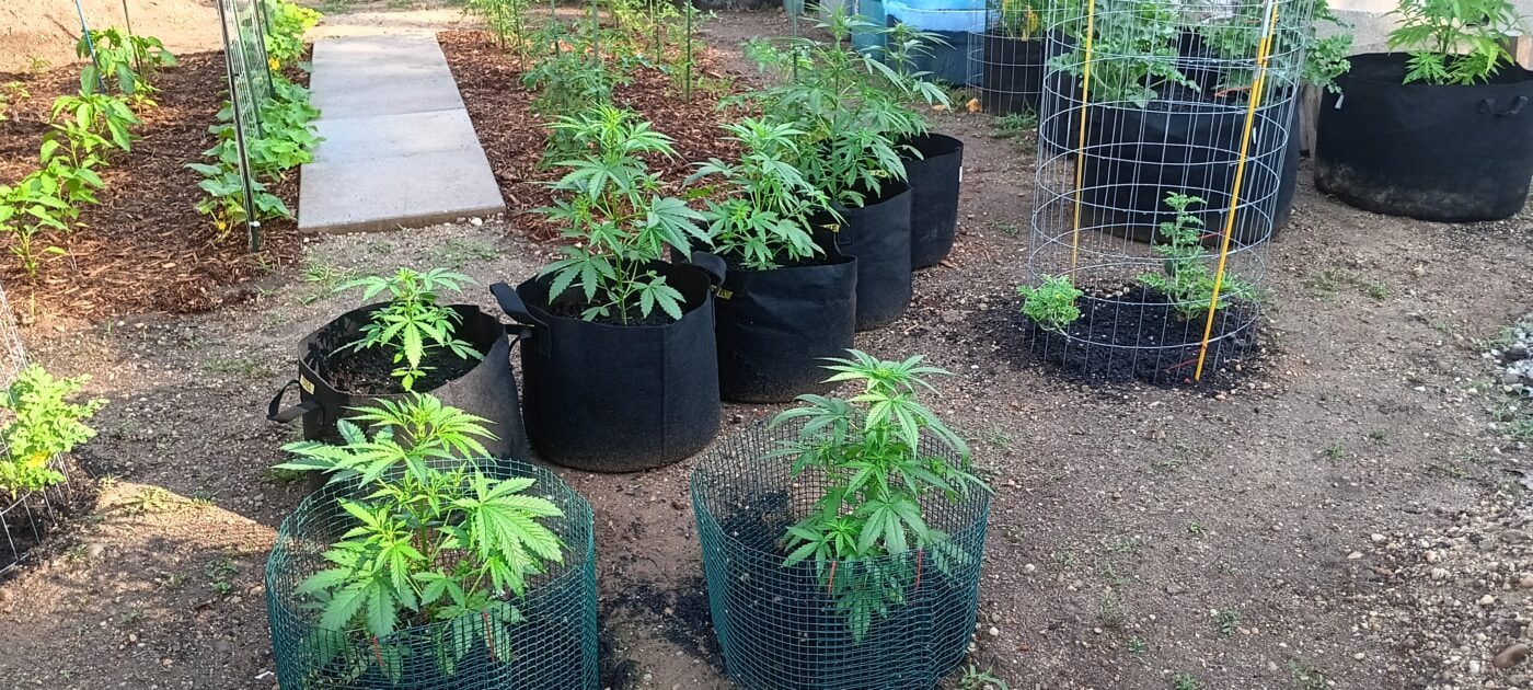 Wedding Cake Auto - Greenpoint Seeds
