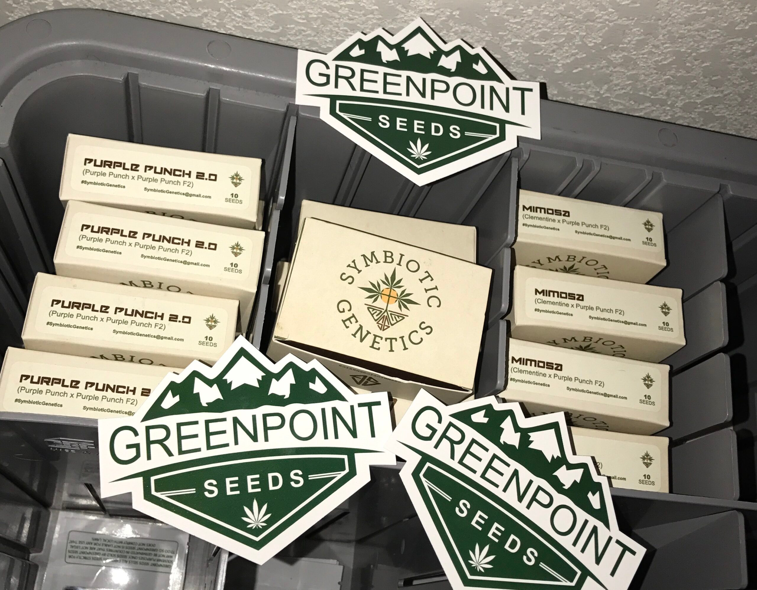 Farewell to a Legend: The Final Chapter of Purple Punch at Greenpoint Seeds