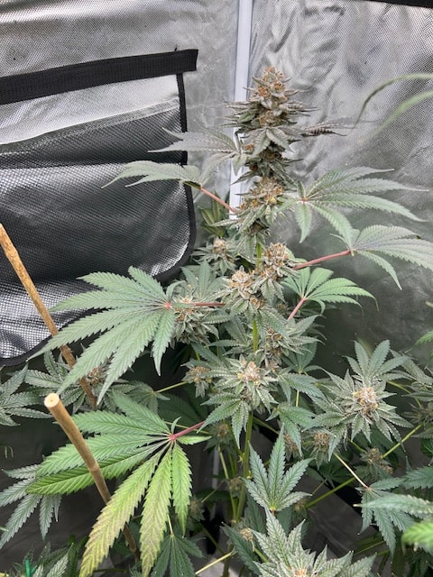 Image #1 from Anonymous