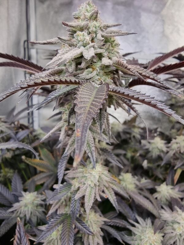Image #1 from Lurch
