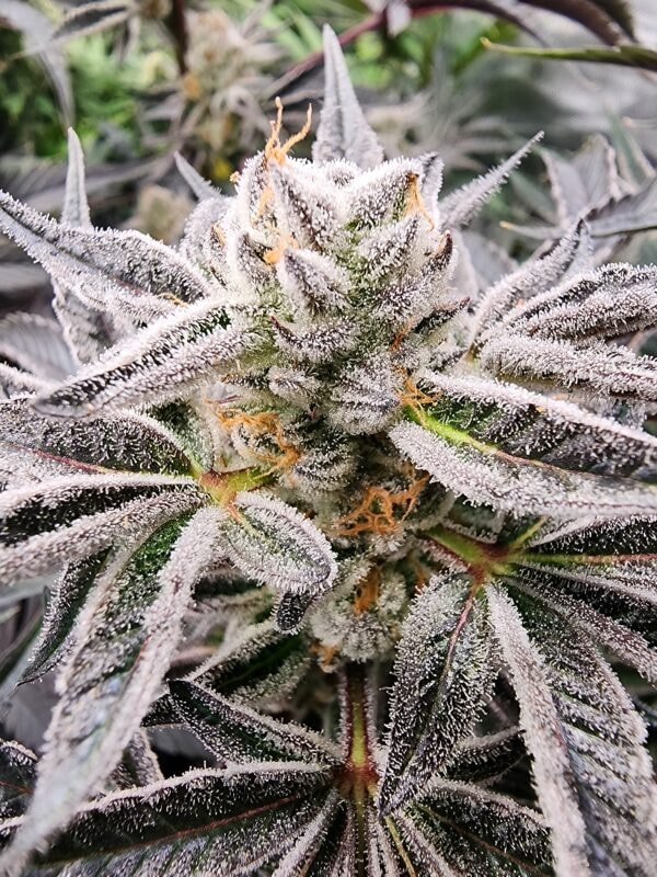 Image #1 from Jerad Christopherson