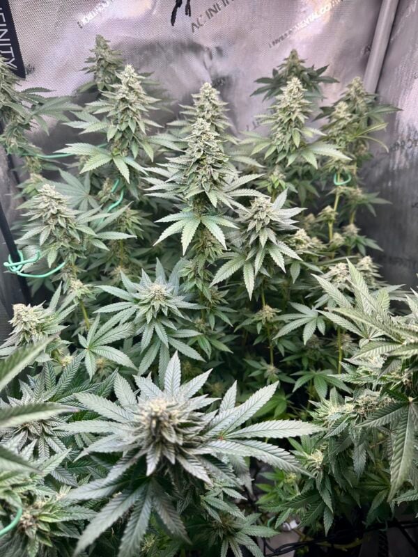 Image #3 from Johnboy