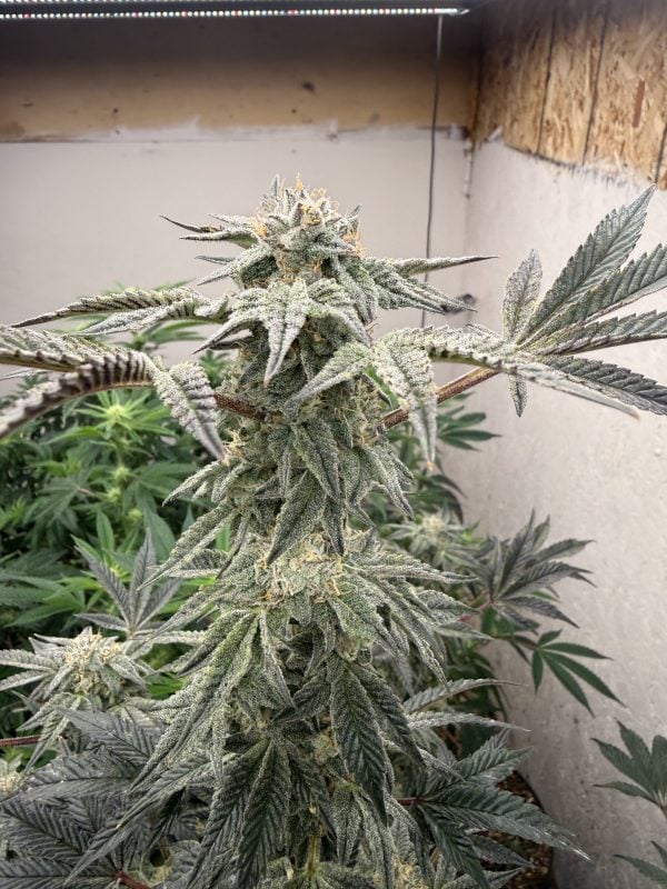 Image #2 from Reggie