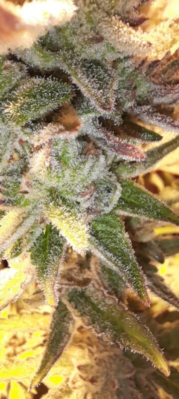 Image #2 from marcus harrington