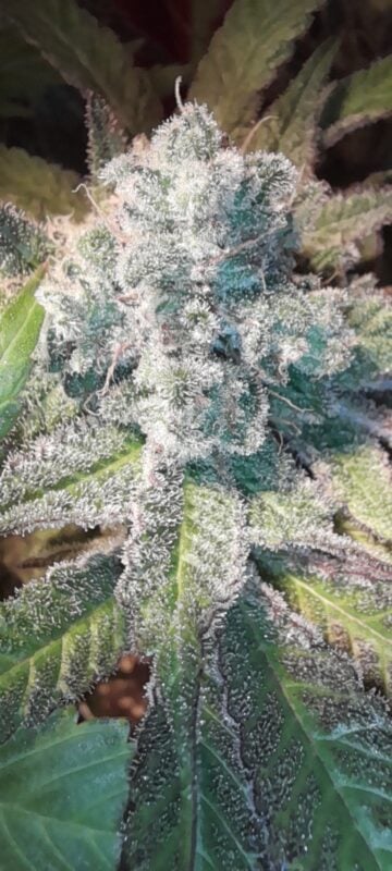 Image #1 from marcus harrington