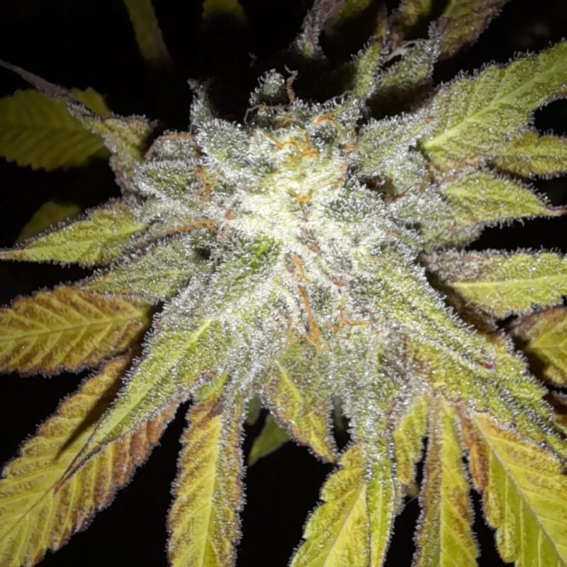 Image #1 from ppeg harrington