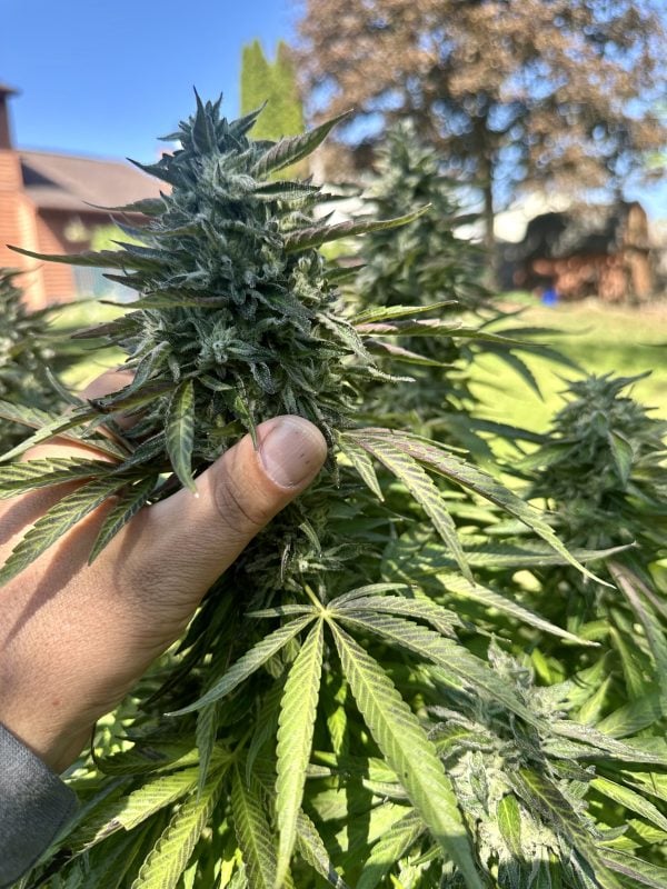 Image #1 from Nicholas Coppola