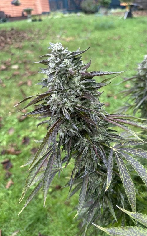 Image #2 from Nicholas Coppola