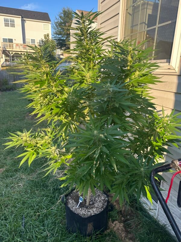 Image #4 from Johnas Curry