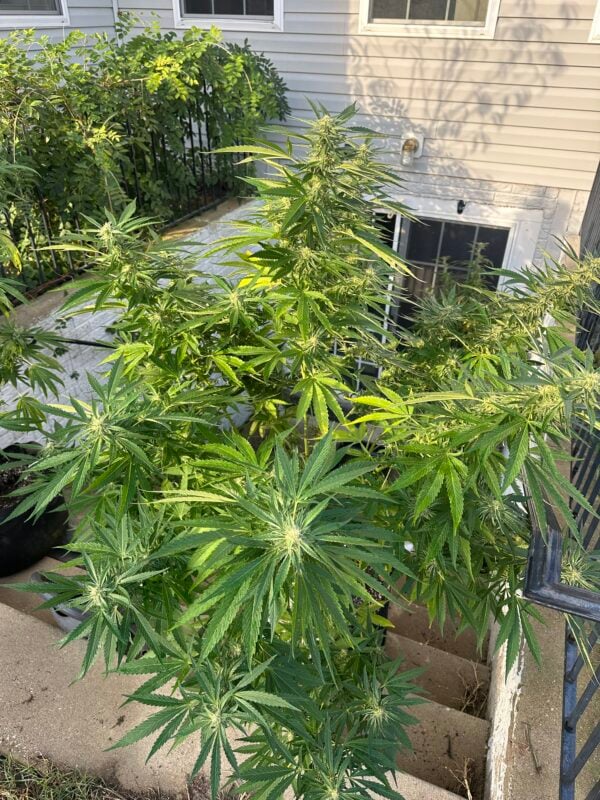 Image #2 from Johnas Curry