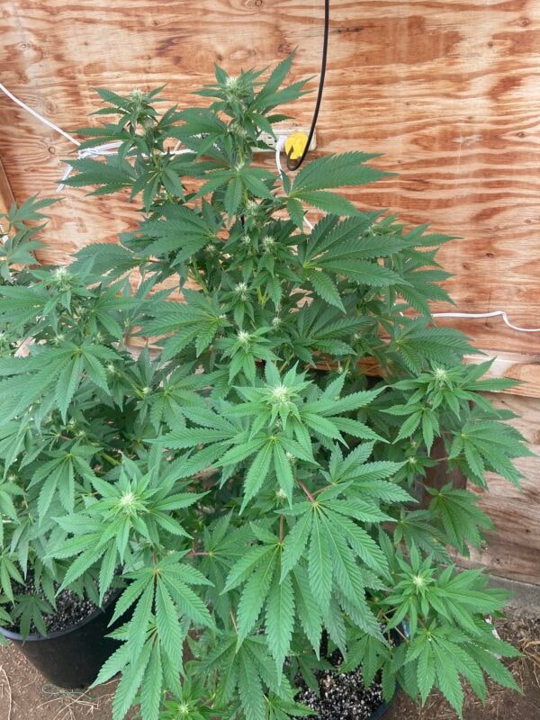 Image #1 from Jonny Appleseed