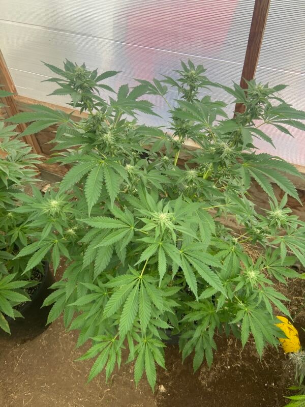 Image #2 from Jonny Appleseed