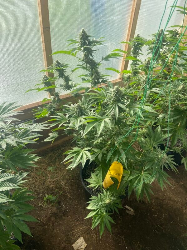 Image #2 from Jonny Appleseed