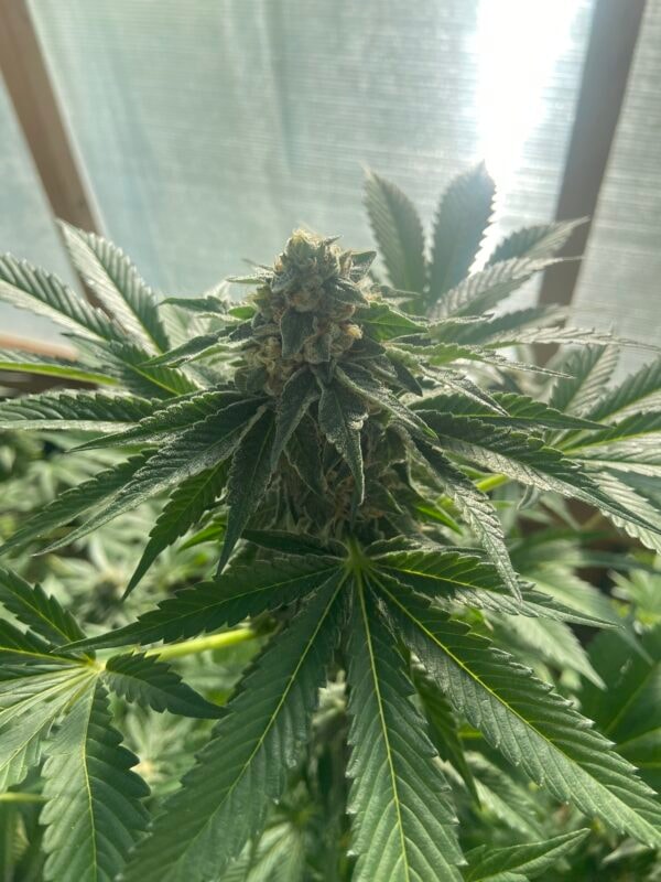 Image #1 from Jonny Appleseed