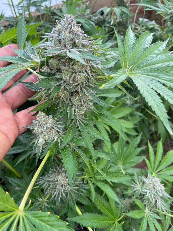 Image #1 from Jonny Appleseed