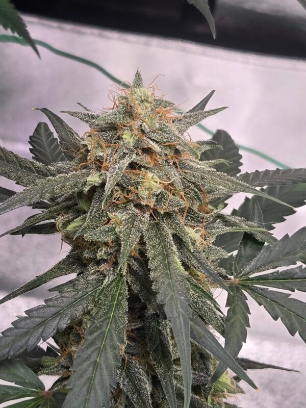 Image #3 from Trevor Broll