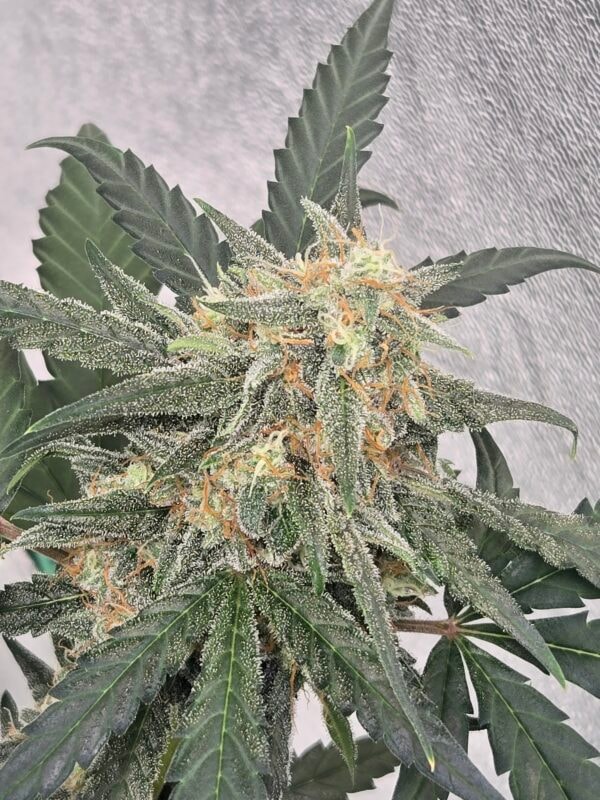 Image #2 from Trevor Broll