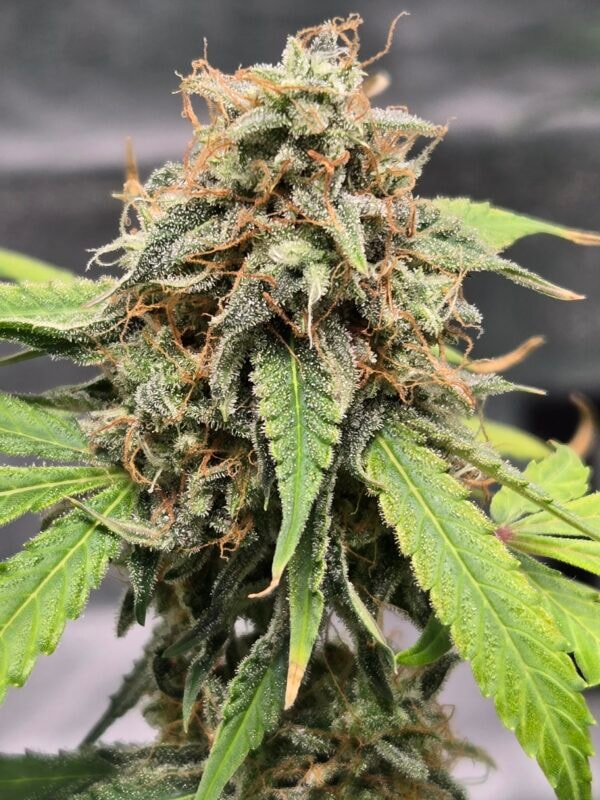 Image #1 from Trevor Broll