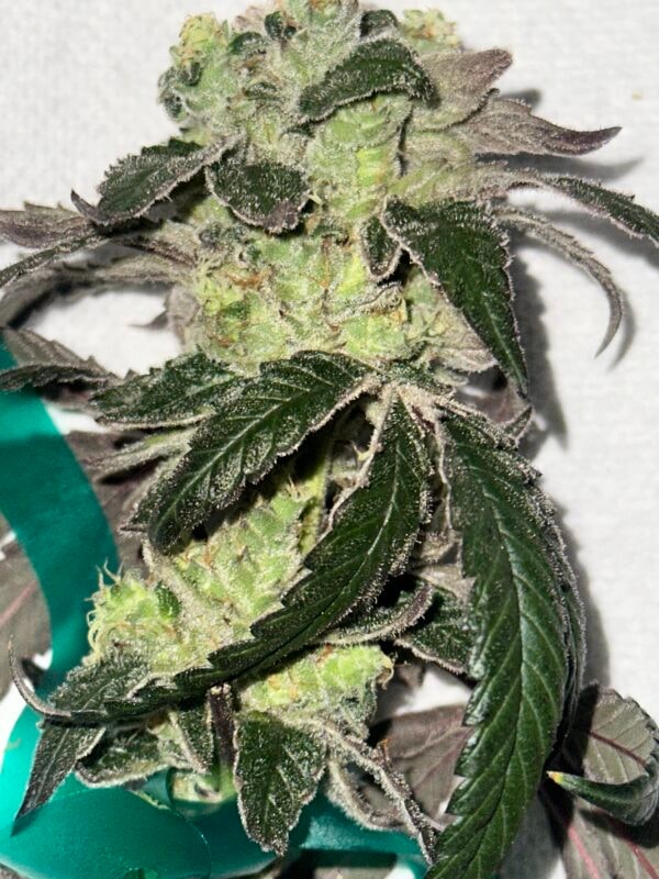 Image #2 from Johnas Curry