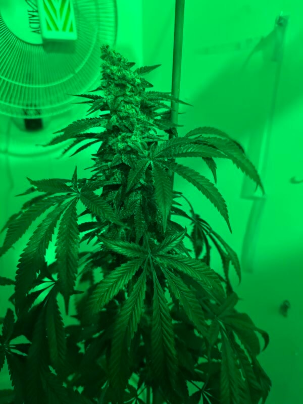 Image #1 from Johnas Curry