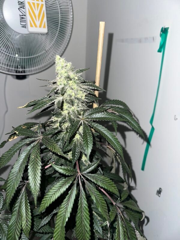 Image #2 from Johnas Curry