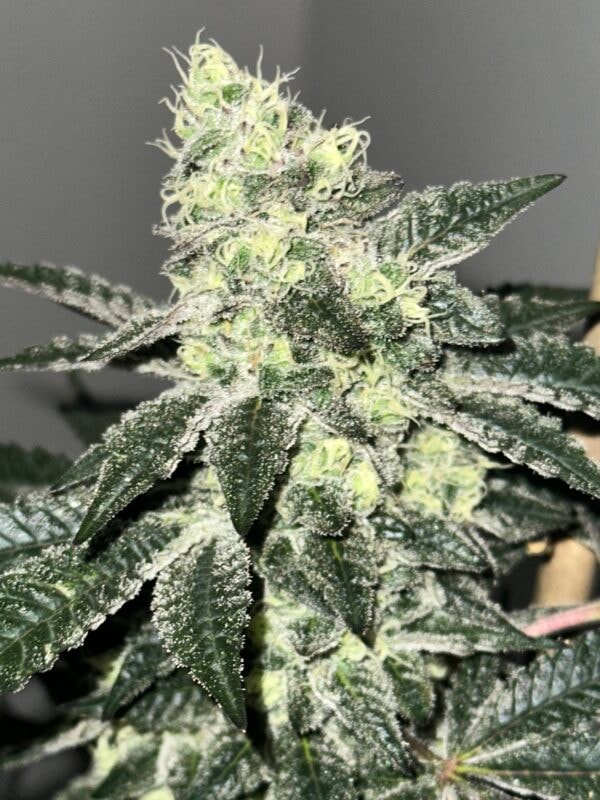 Image #3 from Johnas Curry