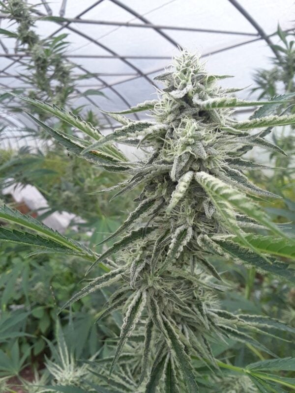 Image #2 from bumble bee