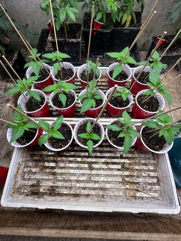 Image #1 from Rod Carefoot