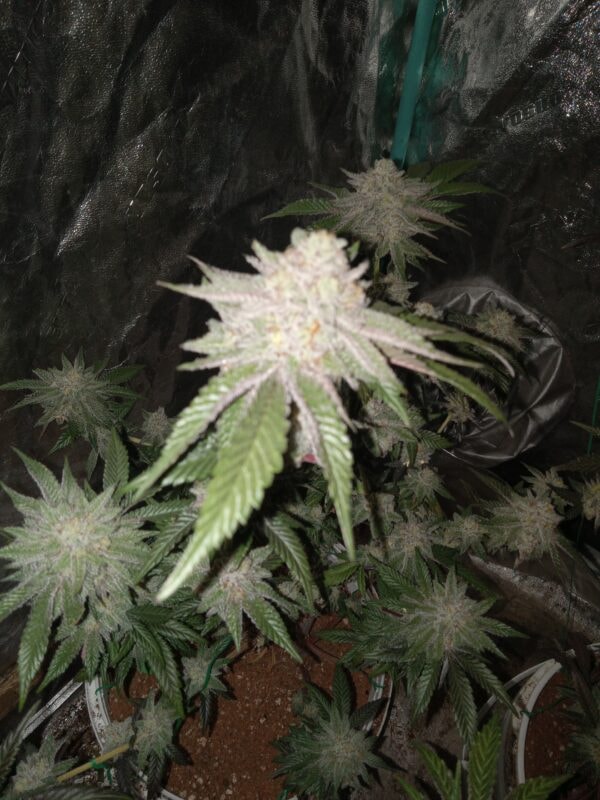 Image #1 from Anonymous