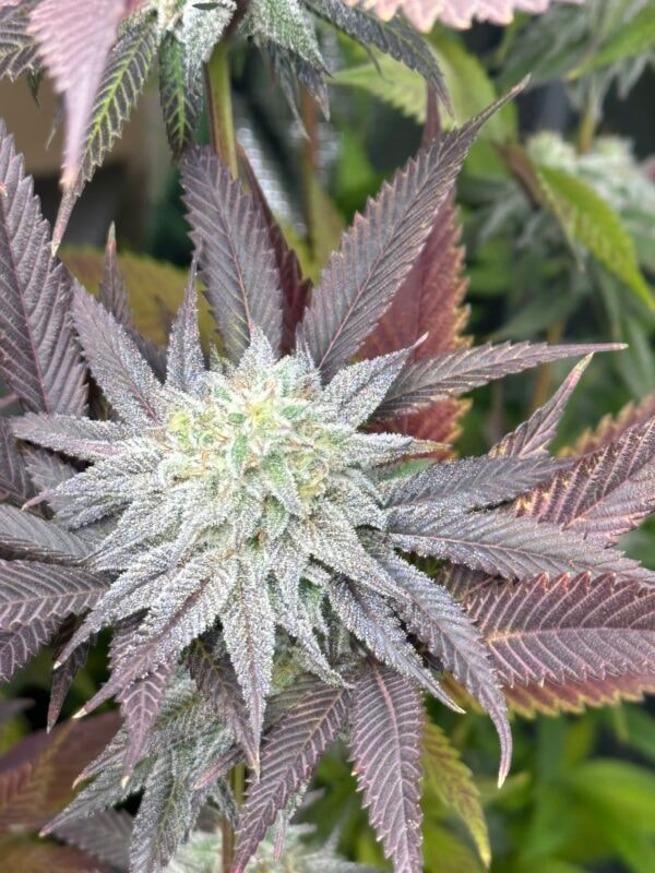 Image #2 from A Meadows