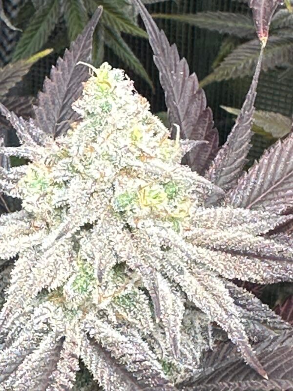 Image #1 from A Meadows