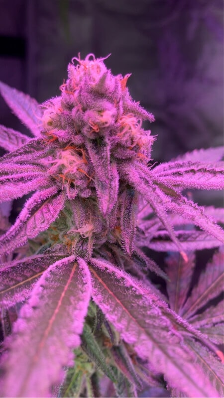 Image #4 from GranddaddyKey973