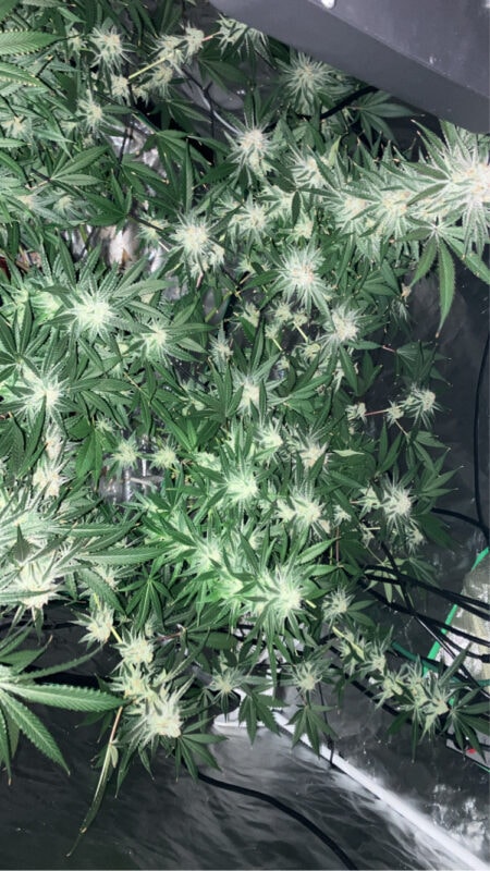 Image #3 from GranddaddyKey973