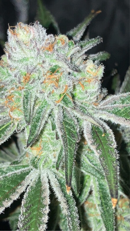 Image #1 from GranddaddyKey973