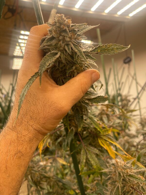 Image #1 from Matthew Mcconico