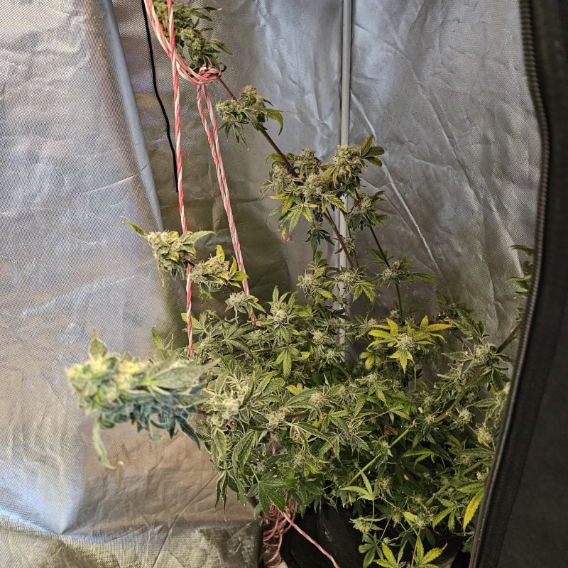 Image #1 from David Meszko